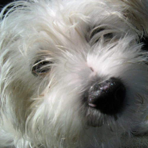 Neem Dog & Kennel Wash Concentrate